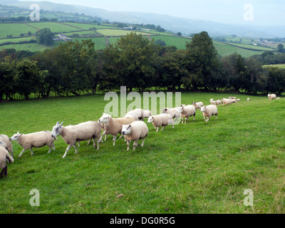 Tupping o accoppiamento stagione quando i Rams sono messi in con le pecore in autunno vicino a Llandovery Carmarthenshire Wales UK KATHY DEWITT Foto Stock