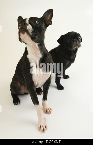 Carino il Boston Terrier e piccolo cucciolo pug cani in un bianco bacground studio shot Foto Stock