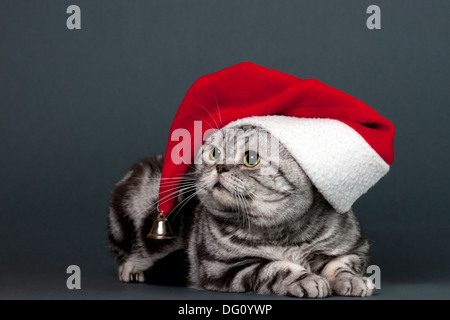 Scottish dritto shorthair cat in Santa Claus hat Foto Stock