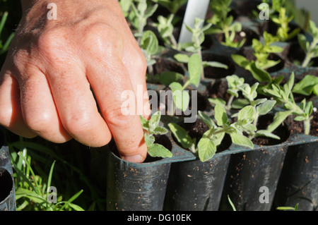 Hard-taglio di legno le erbe aromatiche Foto Stock