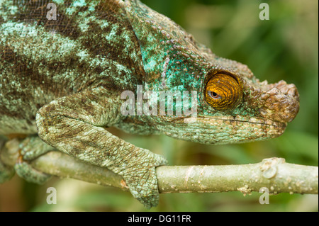 Maschio di Parson's chameleon (Calumma parsonii), Peyrieras Natura Agriturismo, Madagascar Foto Stock