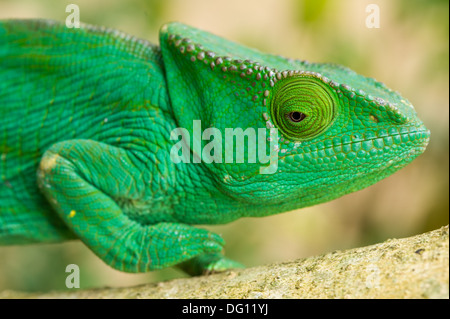 Femmina di Parson's chameleon (Calumma parsonii), Peyrieras Natura Agriturismo, Madagascar Foto Stock