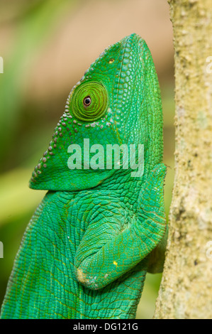 Femmina di Parson's chameleon (Calumma parsonii), Peyrieras Natura Agriturismo, Madagascar Foto Stock