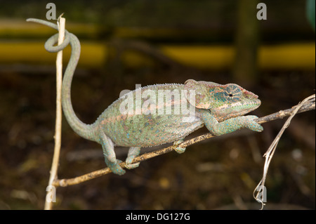 Blue-gambe, camaleonte Calumma crypticum, Peyrieras Natura Agriturismo, Madagascar Foto Stock