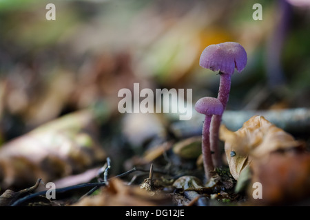 Amethyst Deceiver (Laccaria amethystea) cresce nei boschi Foto Stock