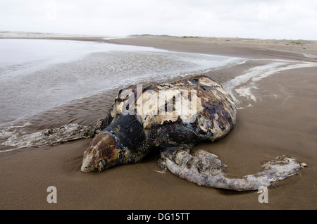 Pelle morta indietro tartaruga di mare sulla spiaggia. San Clemente del Tuyu, Argentina Foto Stock