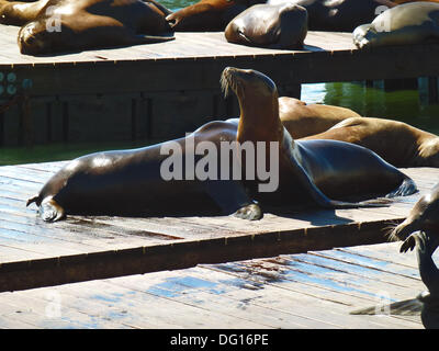 San Francisco, California, Stati Uniti d'America. 28 Agosto, 2013. I leoni di mare (Zalophus californianus) raccogliere sui pontili galleggianti e al Molo 39 a San Francisco, California, Stati Uniti d'America, 28 agosto 2013. Foto: Alexandra Schuler/dpa/Alamy Live News Foto Stock