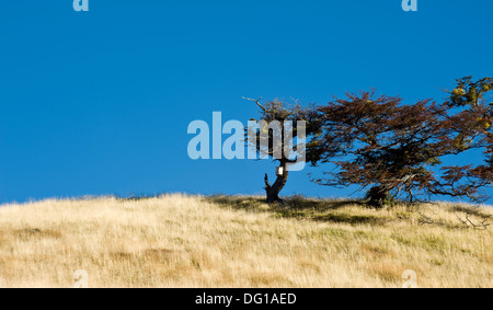 Autunno in Patagonia. Tierra del Fuego. Albero che cresce nel vento Foto Stock