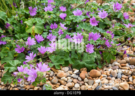 Malva comune cresce su shingle Chesil Beach Dorset UK Giugno 2013 Foto Stock