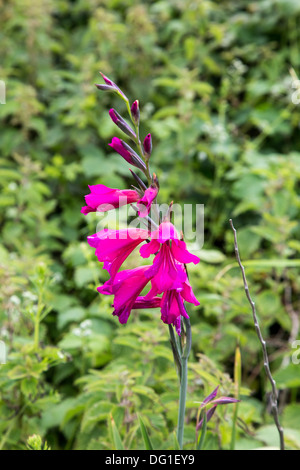 Wild Gladiolus crescente vicino a Chesil Beach, DORSET REGNO UNITO, Giugno 2013 Foto Stock