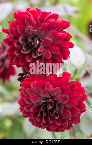 Dahlia Karma choc Foto Stock