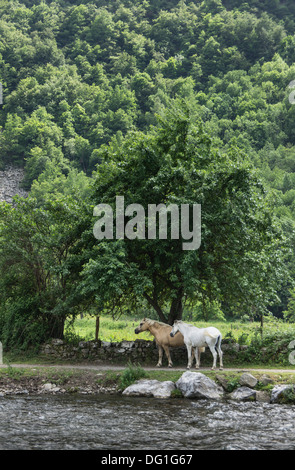 Francia, Ariège Pyrénées - Valle del fiume L'Oriège a Orgeix, cavalli accanto al fiume. Foto Stock