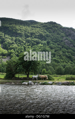 Francia, Ariège Pyrénées - Valle del fiume L'Oriège a Orgeix, cavalli accanto al fiume. Foto Stock