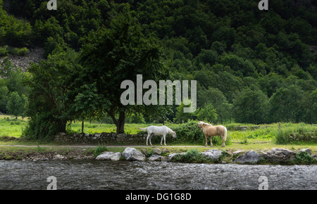 Francia, Ariège Pyrénées - Valle del fiume L'Oriège a Orgeix, cavalli accanto al fiume. Foto Stock