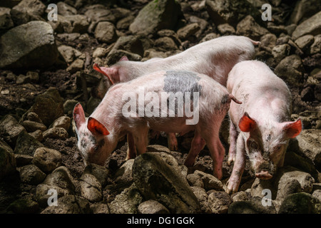 Francia, Ariège - Orlu, vicino a Ax-les-Thermes. Wolf park, Loups d'Orlu, visitatore attrazione. Three Little Pigs. Foto Stock