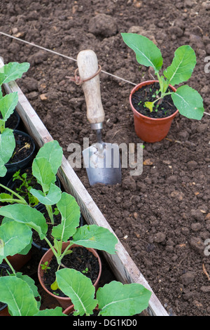 In autunno la piantagione di cavolfiori sollevata in 3,5 pollici pentole, varietà "valanga" Foto Stock