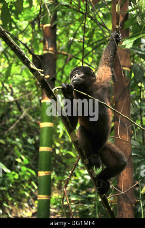 Wooly Monkey in Amazzonia di Ecuador seduti sulla riva del fiume Foto Stock