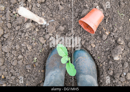 In autunno la piantagione di cavolfiori sollevata in 3,5 pollici pentole, giardiniere rassodamento in pianta con i piedi, varietà "valanga" Foto Stock