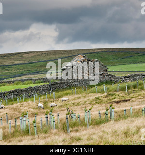 Abbandonato stalattite hut su Northumbria collina, con nuvole grigie e pecore e piantate siepe in primo piano. Foto Stock