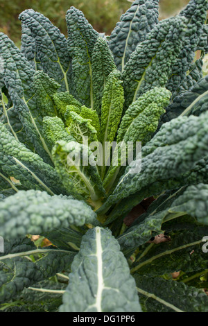 Questa sana dinosaur kale cresce in giardino -- noto anche come cavolo toscano, lacinato kale, cavolo nero, o cavolo nero. Foto Stock