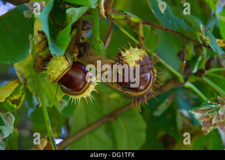 Aesculus, autunno, botanica, castagno, castagne, conkers, hippocastanum, cavallo, orticoltura, dadi, piante, conker, struttura ad albero Foto Stock