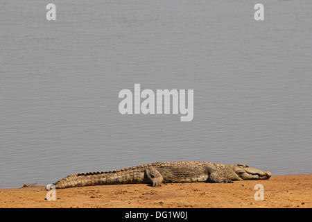 Coccodrillo in Zambia nel fiume Luangwa Foto Stock