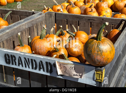 Un apple farm ha spazio per una zucca patch ogni caduta..grandi scomparti erano riempiti con differenti dimensioni zucche. Foto Stock