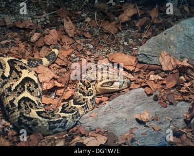 Comune africano di serpenti velenosi Bitis Arietans, Puff sommatore Foto Stock