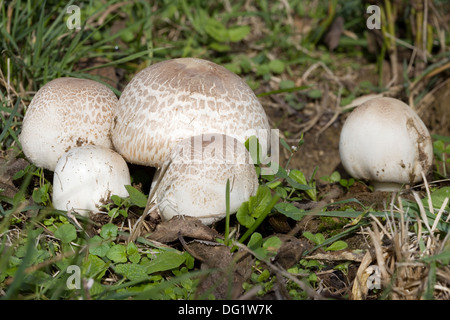 Campo mature a forma di fungo presente sul prato, Agaricus campestris Foto Stock
