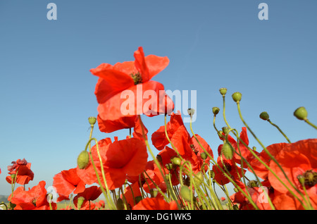 Papavero rosso fiori sotto un cielo blu chiaro Foto Stock