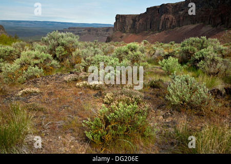 WASHINGTON - una spazzola di salvia riempito bacino lungo lungo il polveroso sentiero del Lago in The Quincy Wildlife Area ricreativa. Foto Stock