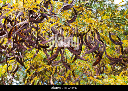 Capsule di seme di acacia tree vicino fino in autunno il giorno Foto Stock