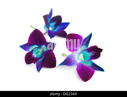 Deep Purple orchid isolato su uno sfondo bianco Foto Stock