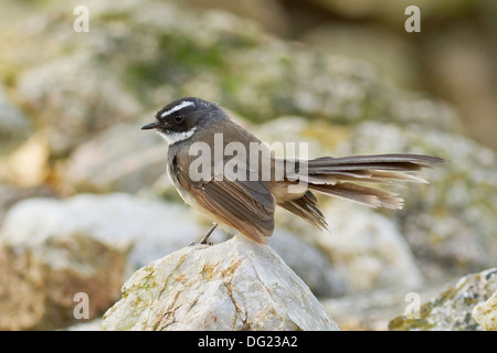 White-spotted fiocco (Rhipidura albicollis albogularis) Foto Stock