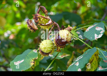 Aesculus, autunno, botanica, castagno, castagne, conkers, hippocastanum, cavallo, orticoltura, dadi, piante, conker, struttura ad albero Foto Stock