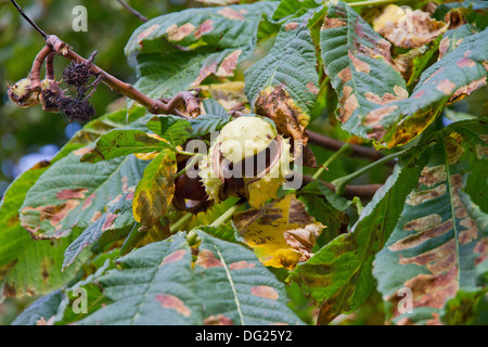 Aesculus, autunno, botanica, castagno, castagne, conkers, hippocastanum, cavallo, orticoltura, dadi, piante, conker, struttura ad albero Foto Stock