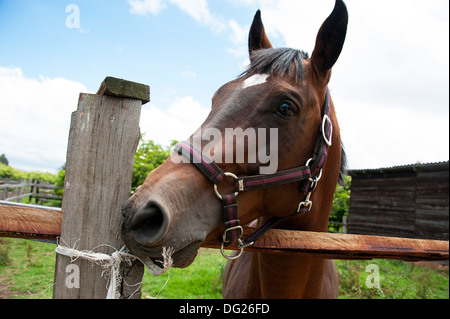 Chestnut mare in briglia guarda oltre il recinto di allevamento dei cavalli agriturismo vicino a Bogotà, Colombia. Foto Stock