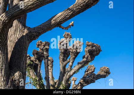 La potatura di alberi di lime contro il cielo blu Foto Stock