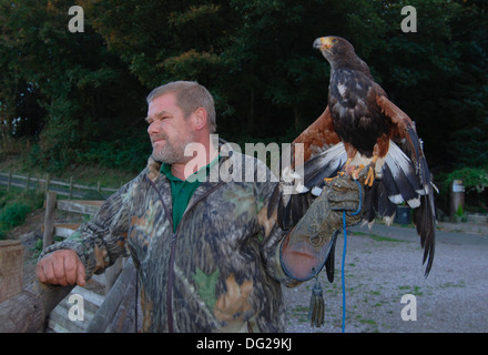 Un falconer la manipolazione di un giovane harris hawk (parabuteo unicinctus) Foto Stock