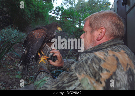 Un falconer la manipolazione di un giovane harris hawk (parabuteo unicinctus) Foto Stock