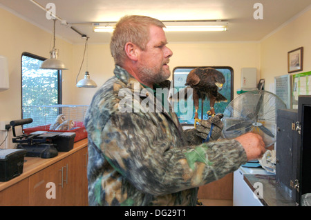 Un falconer la manipolazione di un giovane harris hawk (parabuteo unicinctus) Foto Stock