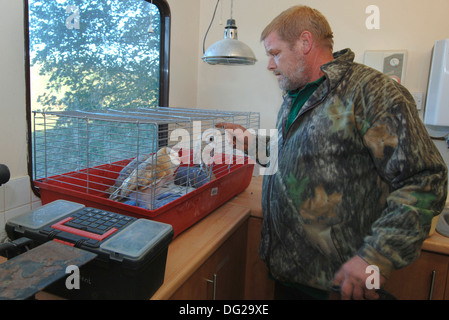 Falconer cercando dopo i giovani incrociati i barbagianni Foto Stock