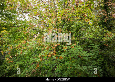 Tasti di acero sulla struttura di Acer Foto Stock