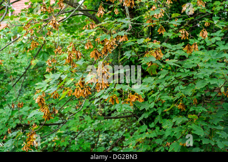 Tasti di acero sulla struttura di Acer Foto Stock