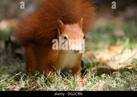 Scoiattolo rosso Foto Stock