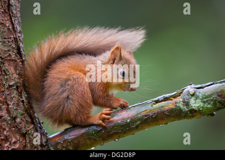 Red scoiattolo (Sciurus vulgaris) gattino seduto sul ramo di albero in boschiva. Yorkshire Dales, North Yorkshire, Regno Unito Foto Stock