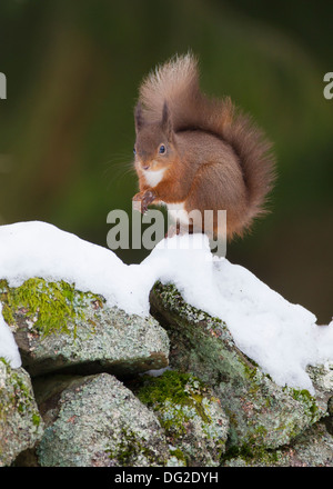 Red scoiattolo (Sciurus vulgaris) sat in posa di neve sulla pietra a secco in parete boschiva. Yorkshire Dales, North Yorkshire, Regno Unito Foto Stock