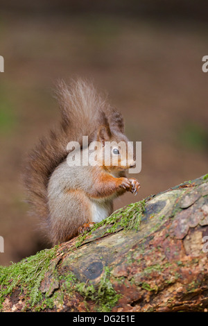 Red scoiattolo (Sciurus vulgaris) sat su caduti nel registro di impostazione di bosco. Yorkshire Dales, North Yorkshire, Regno Unito Foto Stock