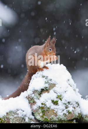 Red scoiattolo (Sciurus vulgaris) sat in posa di caduta di neve asciutta sul muro di pietra nel bosco . Yorkshire Dales, North Yorkshire, Regno Unito Foto Stock