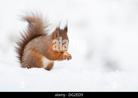Red Squirrel (Sciurus vulgaris) sat posing in snow eating hazelnut in woodland setting. Yorkshire Dales, North Yorkshire, UK Foto Stock